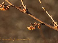 Hamamelis vernalis f tomentella 2015 02 07 3106
